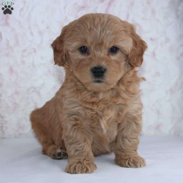 Conley, Mini Goldendoodle Puppy